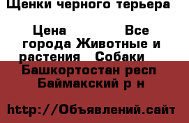 Щенки черного терьера › Цена ­ 35 000 - Все города Животные и растения » Собаки   . Башкортостан респ.,Баймакский р-н